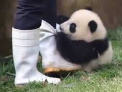 Cuteness alert: Watch baby panda tries to snatch keepers’ footwear