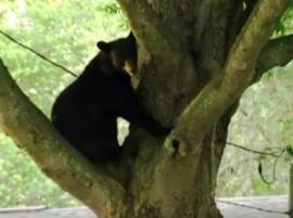 Unexpected guest: Watch what happens when this bear enters a residential neighborhood