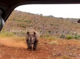 Watch what happens when this black rhino runs toward a couple Watch what happens when this black rhino runs toward a couple
