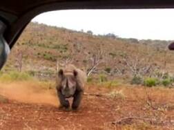 Watch what happens when this black rhino runs toward a couple