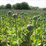 Dateline Indore: Travel through the land of saffron Poppies