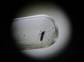 Caution: Dengue is back in Delhi Caution: Dengue is back in Delhi