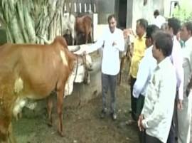 Gir cow urine has traces of gold: Scientists Gir cow urine has traces of gold: Scientists