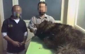 24 bomb-sniffing German Shepherds slaughtered to seek revenge