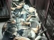 24 bomb-sniffing German Shepherds slaughtered to seek revenge