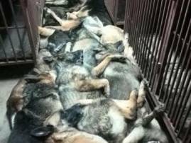 24 bomb-sniffing German Shepherds slaughtered to seek revenge 24 bomb-sniffing German Shepherds slaughtered to seek revenge