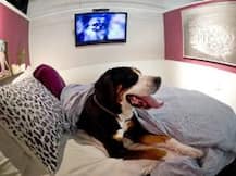 Dogs prefer pat on the back from owners over food