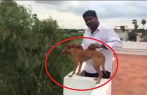 Chennai: Dog thrown from rooftop found alive