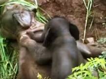 Heart melting video: Baby elephant trying to wake up its dead mother will bring tears in your eyes