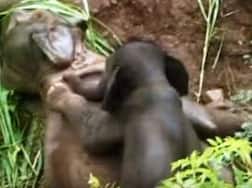 Heart melting video: Baby elephant trying to wake up its dead mother will bring tears in your eyes