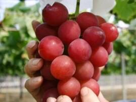 OMG: Bunch of about 30 ping pong ball-sized grapes sold for Rs 7 lakh! OMG: Bunch of about 30 ping pong ball-sized grapes sold for Rs 7 lakh!