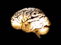 Why some people are more intelligent than others