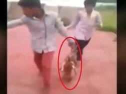 Eight boys held for setting three puppies ablaze after video goes viral