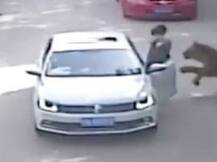 Video: Tigers kill woman, injure another after they leave car at safari park