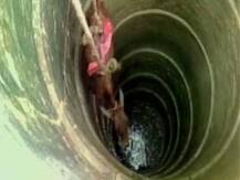 Watch: A calf being rescued by fire officials after it fell into a well in Mirzapur