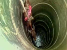 Watch: A calf being rescued by fire officials after it fell into a well in Mirzapur