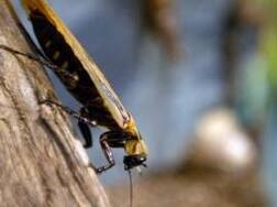 New fact: Cockroach milk has three times energy of an equivalent amount of buffalo milk