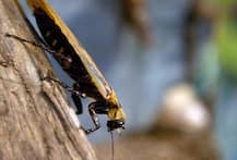 Nashik: Woman dies in hospital, kin say cockroach found in ventilator