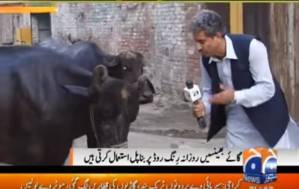Hilarious video: Pakistan journalist asks question to a buffalo!