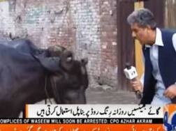 Hilarious video: Pakistan journalist asks question to a buffalo!