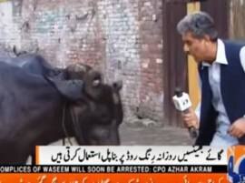 Hilarious video: Pakistan journalist asks question to a buffalo! Hilarious video: Pakistan journalist asks question to a buffalo!