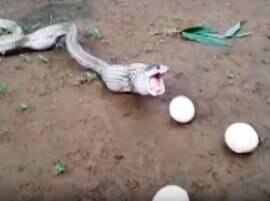 Watch: Cobra throws up 6 eggs after swallowing 7 in Odisha Watch: Cobra throws up 6 eggs after swallowing 7 in Odisha