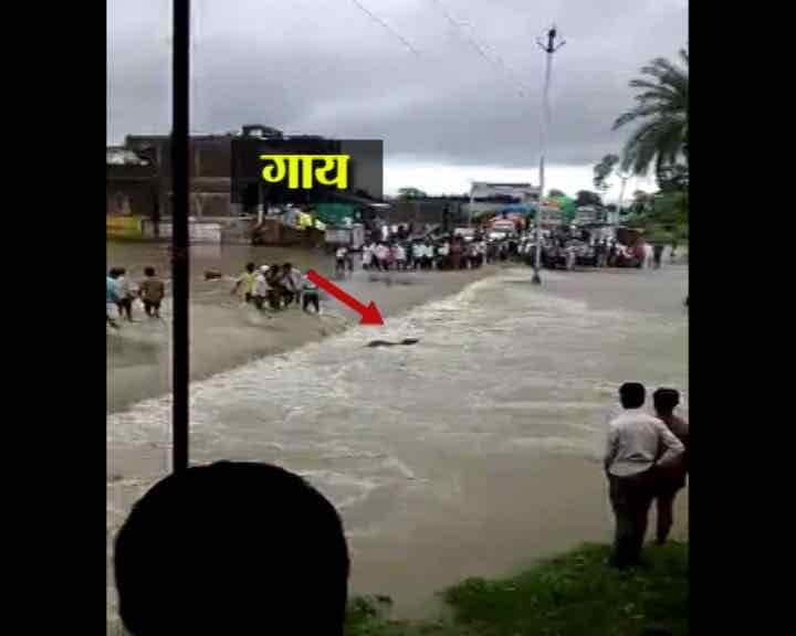 Tragic: Man in Madhya Pradesh dies trying to save cow