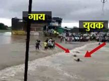 Tragic: Man in Madhya Pradesh dies trying to save cow