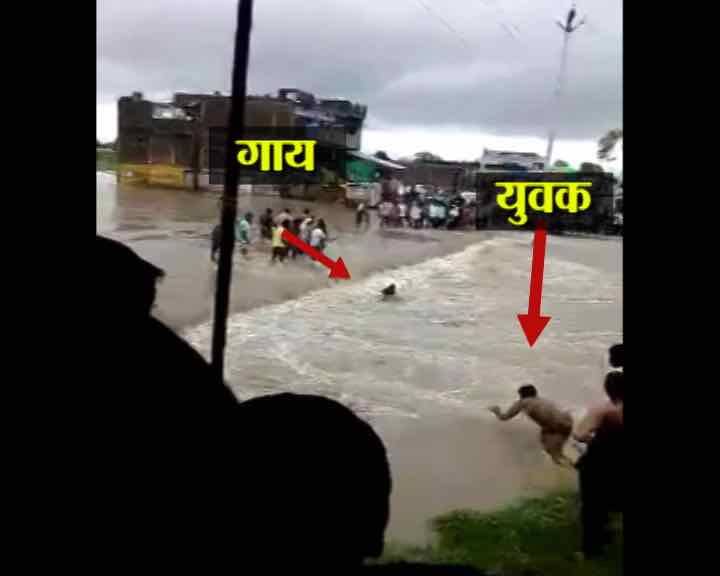 Tragic: Man in Madhya Pradesh dies trying to save cow