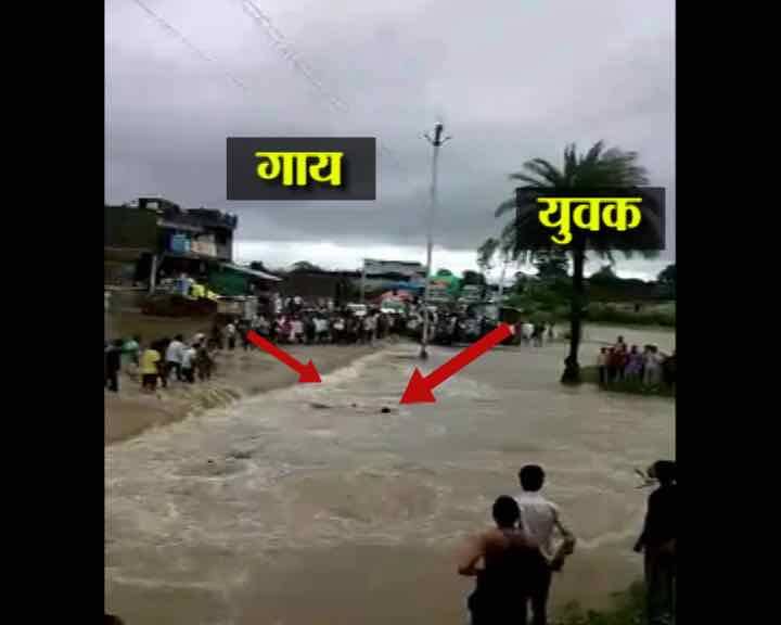 Tragic: Man in Madhya Pradesh dies trying to save cow