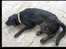 Agra police asked to look for MP Ram Shankar Katheria's missing dog!