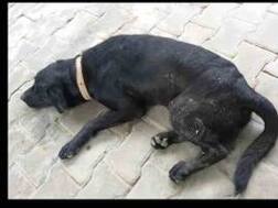 Agra police asked to look for MP Ram Shankar Katheria's missing dog!