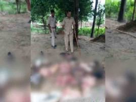 Villagers attack cops, release 6 people arrested for alleged cow slaughter: UP Villagers attack cops, release 6 people arrested for alleged cow slaughter: UP