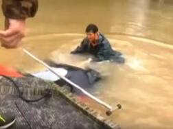 Amazing video: Woman, dog rescued from sinking car