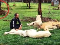 WATCH: When a tiger jumps in to protect a man from charging leopard’s attack