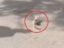 Watch what happens when a squirrel sticks its head in a small cup