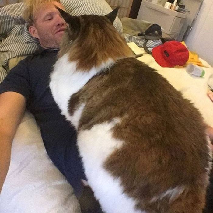 Meet Samson, The 1.2 Meters Long Largest Cat In The World Meet Samson, The 1.2 Meters Long Largest Cat In The World