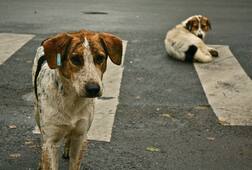 Kerala: 65-year-old woman eaten & killed by dozens of stray dogs!