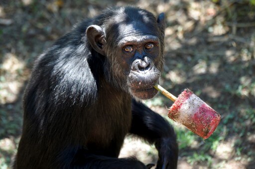 Chimps are more cooperative than competitive: Study Chimps are more cooperative than competitive: Study