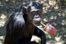 Chimps are more cooperative than competitive: Study