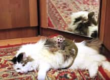 Watch: Russian cat adopts monkey that was abandoned by its mother at zoo