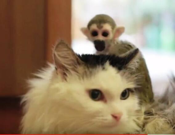 This Is what This Cat Does to a Baby Monkey That Was Abandoned By Its Mother At Zoo