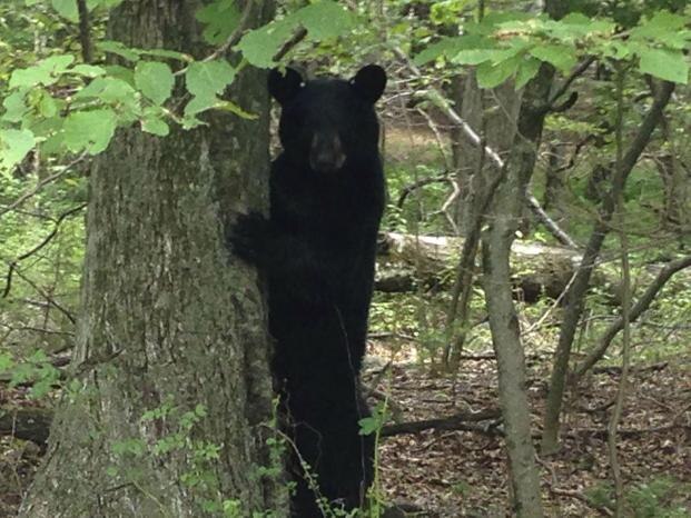 2 mauled to death by bear, 5 injured in Chhattisgarh 2 mauled to death by bear, 5 injured in Chhattisgarh