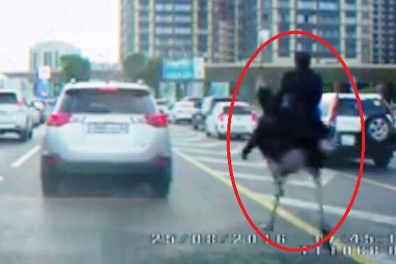 Bizarre video of man riding an Ostrich through traffic goes viral