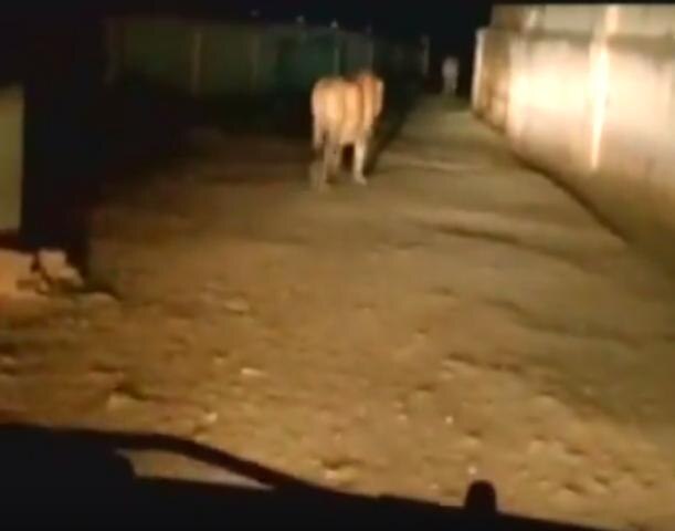 Watch: Lions stray into residential area in Gujarat's Junagadh Watch: Lions stray into residential area in Gujarat's Junagadh