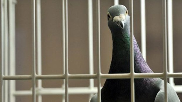 'Ghutarghoon Khan' pigeon found with 'threatening' message may soon be set free 'Ghutarghoon Khan' pigeon found with 'threatening' message may soon be set free