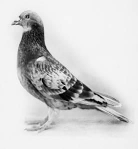 Pak spy pigeon's wings clipped-Here's why this avian is being used as infiltrator