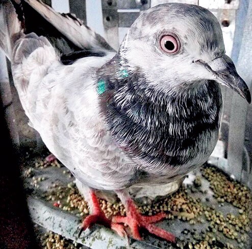 Pak spy pigeon's wings clipped-Here's why this avian is being used as infiltrator Pak spy pigeon's wings clipped-Here's why this avian is being used as infiltrator