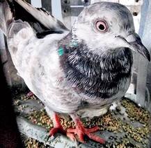 Pak spy pigeon's wings clipped-Here's why this avian is being used as infiltrator