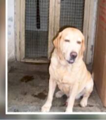 Sole surviving 26/11police dog Caesar dies